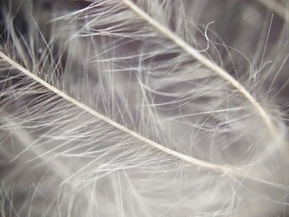 hawk feather macro photography 3