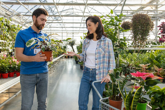 Male owner of small business nursery selling potted plants and flowers for female customer