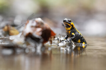 Fire salamander (Salamandra salamandra) resting in a stream among fallen leaves