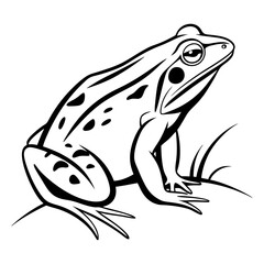 American frog on a white background