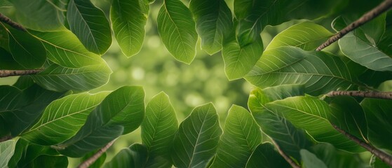 Lush Green Canopy in Soft Sunlight for Nature Conservation Eco-Friendly Content for Sustainable Lifestyle and Wellness Industry Aesthetic