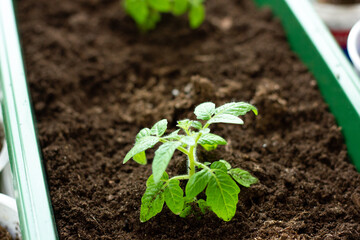 Home vegetable garden. Growing tomatoes on the windowsill in the house, young plants in pots on the window. Hobby, gardening, healthy seedlings.