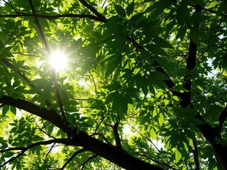 Fototapeta premium Leafy tree branches with sunlight filtering through, outdoor scenery, greenery, natural light