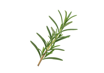 Fototapeta premium A single fresh sprig of rosemary with thin, pointed green leaves, isolated on a white background