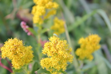 黄色い花が咲き誇る庭