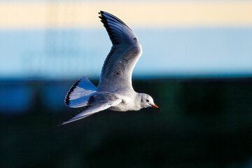 神奈川県の県鳥、飛翔する美しいユリカモメ（カモメ科）他の群れ
英名学名：Black-headed gulls (Larus ridibundus)
神奈川県横浜市鶴見川-2025
