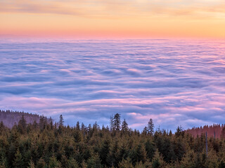 View over natural spruce forest and a sea of fog at sunset, Bavarian Forest, Germany