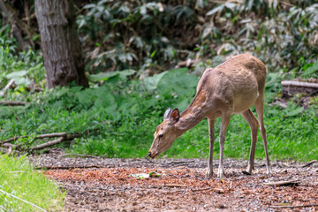 北海道夕張市、夏毛への換毛期のエゾシカ【5月】