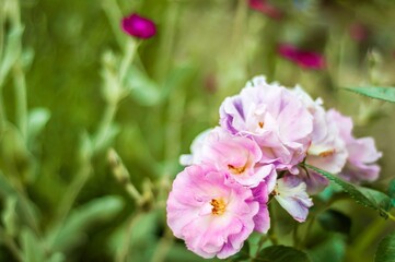 Fototapeta premium Lovely light pink and purple roses in full bloom, creating a stunning floral display in a vibrant garden.