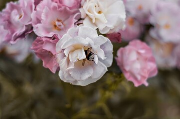 A busy bee taking shelter in a pristine white flower surrounded by soft pink blossoms.