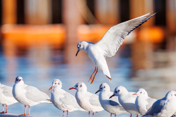 神奈川県の県鳥、飛翔する美しいユリカモメ（カモメ科）他の群れ
英名学名：Black-headed gulls (Larus ridibundus)
神奈川県横浜市鶴見川-2025
