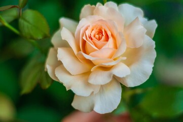 A delicate peach-colored rose blossoms, its soft petals unfurling in the gentle light of a summer garden.