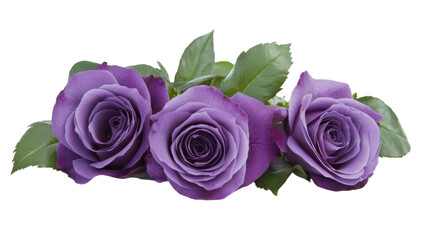 Three purple roses blooming together on transparent background
