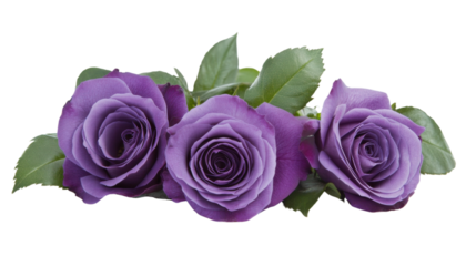 Three purple roses blooming together on transparent background
