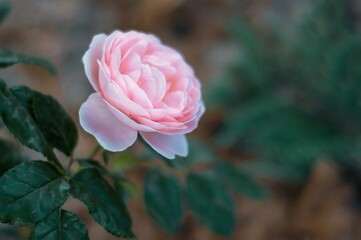 Close-up view of a delicate light pink rose in full bloom, its petals gently unfurling against a softly blurred background.