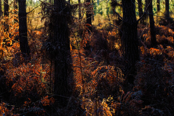 Fototapeta premium Coucher de soleil dans la forêt des Landes de Gascogne