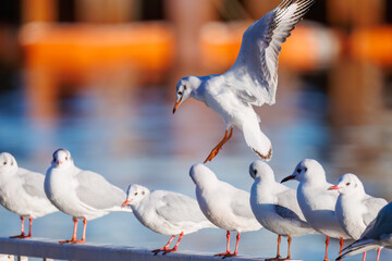 神奈川県の県鳥、飛翔する美しいユリカモメ（カモメ科）他の群れ
英名学名：Black-headed gulls (Larus ridibundus)
神奈川県横浜市鶴見川-2025
