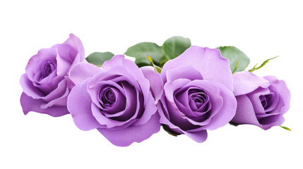 Purple roses showing blooming beauty on transparent background