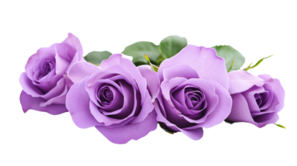 Purple roses showing blooming beauty on transparent background
