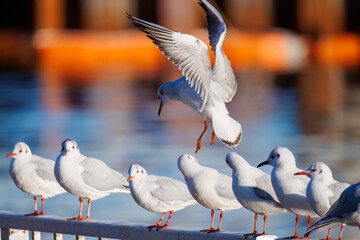 神奈川県の県鳥、飛翔する美しいユリカモメ（カモメ科）他の群れ
英名学名：Black-headed gulls (Larus ridibundus)
神奈川県横浜市鶴見川-2025
