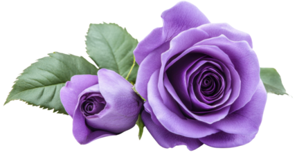 Blooming purple roses with green leaves on transparent background