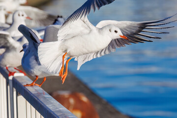 神奈川県の県鳥、飛翔する美しいユリカモメ（カモメ科）他の群れ
英名学名：Black-headed gulls (Larus ridibundus)
神奈川県横浜市鶴見川-2025

