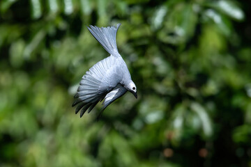 Ashy Drongo flying in search of prey in nature