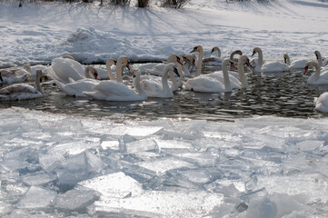 Obraz premium group of white swans on a mountain lake on a beautiful spring day against the backdrop of a distant forest
