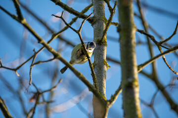 M&eacute;sange charbonni&egrave;re &agrave; la roseli&egrave;re de Bezannes
