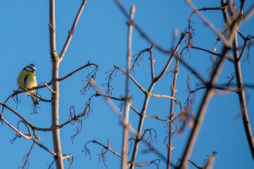 Mésange charbonnière à la roselière de Bezannes
