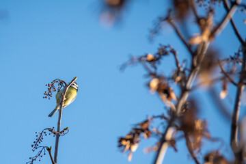 M&eacute;sange charbonni&egrave;re &agrave; la roseli&egrave;re de Bezannes

