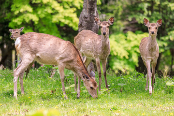 北海道夕張市、夏毛への換毛期のエゾシカの群れ【5月】