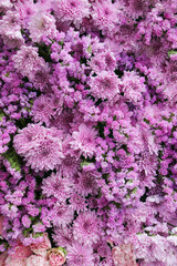 Purple flowers for the background