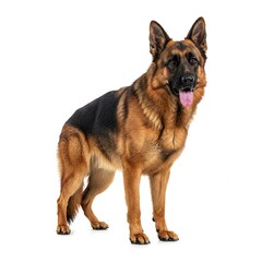 german shepherd dog isolated