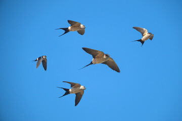 Red-rumped Swallow, A small bird is flying in the blue sky