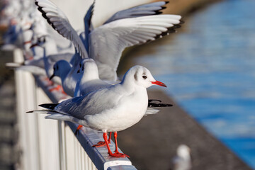 神奈川県の県鳥、飛翔する美しいユリカモメ（カモメ科）他の群れ
英名学名：Black-headed gulls (Larus ridibundus)
神奈川県横浜市鶴見川-2025
