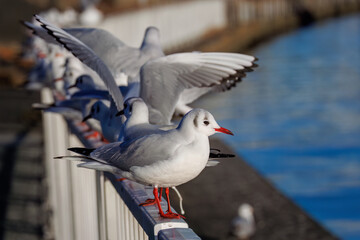 神奈川県の県鳥、飛翔する美しいユリカモメ（カモメ科）他の群れ
英名学名：Black-headed gulls (Larus ridibundus)
神奈川県横浜市鶴見川-2025

