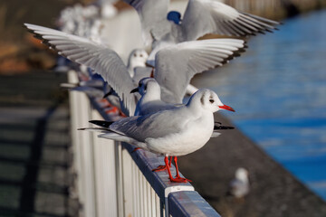 神奈川県の県鳥、飛翔する美しいユリカモメ（カモメ科）他の群れ
英名学名：Black-headed gulls (Larus ridibundus)
神奈川県横浜市鶴見川-2025
