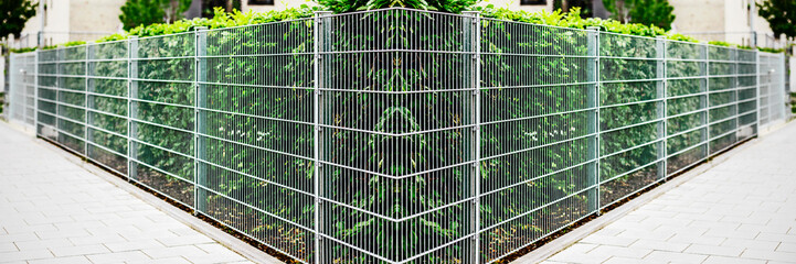 Hedge Green Fence with Mesh Fencing. Modern Fence Hedge of European Hornbeams along City Street....