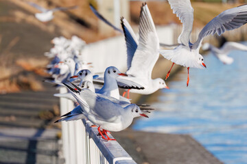 神奈川県の県鳥、飛翔する美しいユリカモメ（カモメ科）他の群れ
英名学名：Black-headed gulls (Larus ridibundus)
神奈川県横浜市鶴見川-2025
