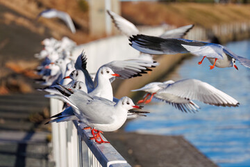 神奈川県の県鳥、飛翔する美しいユリカモメ（カモメ科）他の群れ
英名学名：Black-headed gulls (Larus ridibundus)
神奈川県横浜市鶴見川-2025
