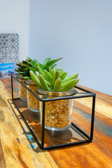 Succulent plants flowerpots on table, home decor