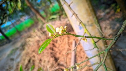 Lemon Flowers Macro Shoot - Lemon Tree 