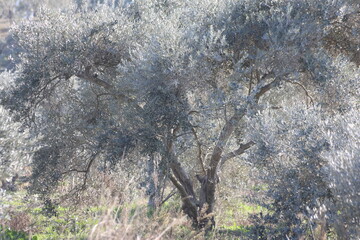 olive trees treated with Bordeaux mixture