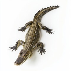 Naklejka premium Caiman Isolated on White Background