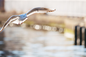 神奈川県の県鳥、飛翔する美しいユリカモメ（カモメ科）他の群れ
英名学名：Black-headed gulls (Larus ridibundus)
神奈川県横浜市鶴見川-2025
