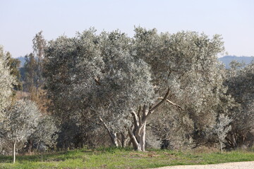 olive trees treated with Bordeaux mixture