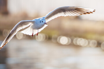 神奈川県の県鳥、飛翔する美しいユリカモメ（カモメ科）他の群れ
英名学名：Black-headed gulls (Larus ridibundus)
神奈川県横浜市鶴見川-2025
