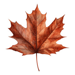 Obraz premium Autumn Maple Leaf, vibrant hues of red and orange, isolated on a clear background, perfect for digital designs and illustrations.
