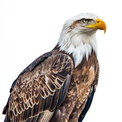 Eagle isolated on white background for marketing campaigns